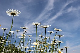 瑪格麗特,leucanthemum,復合材料