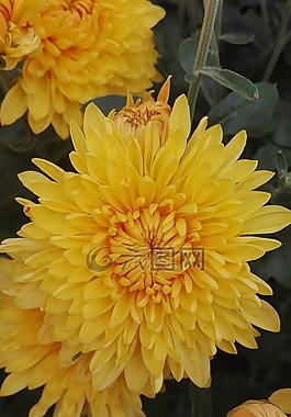 菊花,鮮花,性質(zhì)