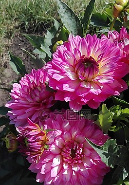 夏季,性質(zhì),鮮花
