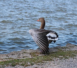 鹅,ammersee,水