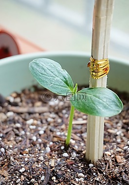 黃瓜,芽,盆栽的植物