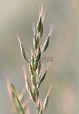 廠,性質(zhì),草地