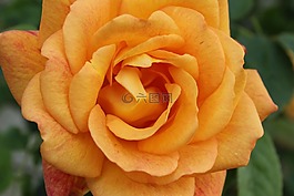 玫瑰,花,花瓣