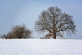 冬天,雪,樹