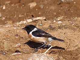 stonechat,鸟,动物