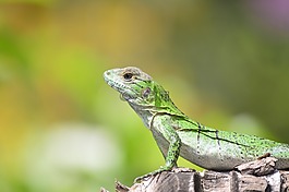 蜥蜴,性質(zhì),伊瓜