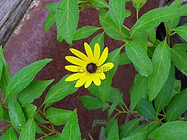 花,開(kāi)花,自然