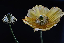 花卉,黃色,植物