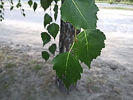 樺木,家,宏