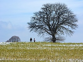 冬天,雪,寒冬