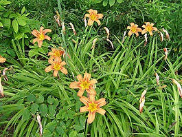 花,開(kāi)花,自然