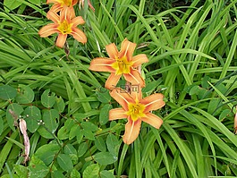 花,開(kāi)花,自然