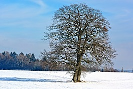 冬天,雪,樹