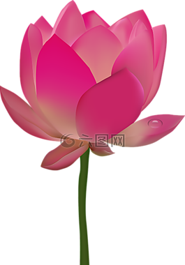 花,熱帶,槿