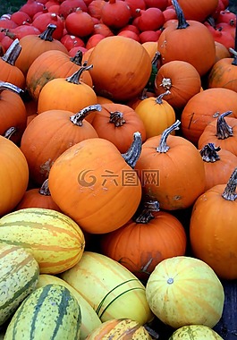 南瓜,紅色,黃色