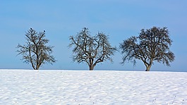 冬天,雪,樹