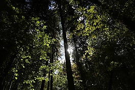 bialowieja森林,森林,波蘭
