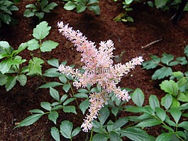 落新婦,粉紅色的飛雪,布魯姆