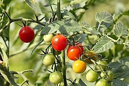 西紅柿,花園,風(fēng)味