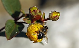 花,蜜蜂,昆蟲(chóng)