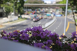 花卉,紫羅蘭色,新加坡