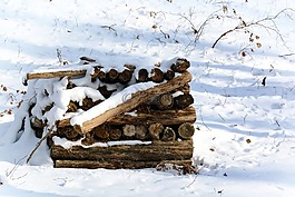 冬天,雪,木