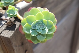 多汁,植物區(qū)系,植物