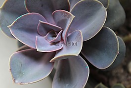 多汁,植物區(qū)系,性質(zhì)