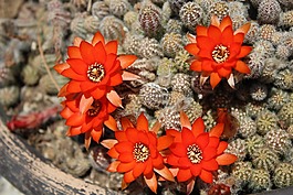 仙人掌,橘子花,仙人掌开花