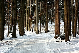 冬天,雪,森林