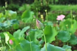 粉色荷花,花苞,蓮葉