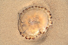 水母,沙,海灘