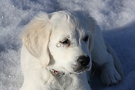 金毛尋回犬,小狗,狗