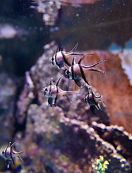 魚類,海上生活,魚