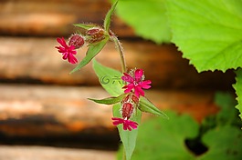 花卉,綠色,紅色