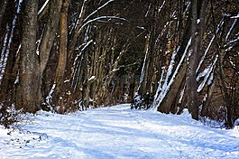 冬天,雪,森林
