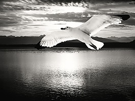 海鷗,鳥,水禽