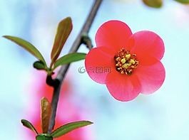 花,熱帶,紅色