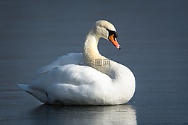 鳥,水域,天鵝