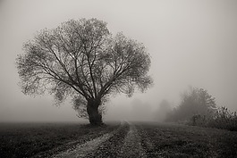 樹,霧,景觀