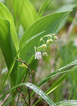 春天,谷,甜蜜