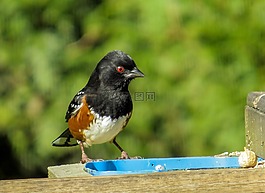 斑點(diǎn)towhee,麻雀,觀鳥(niǎo)