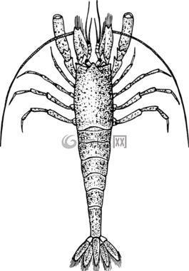 龍蝦,小龍蝦,蟹