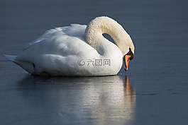 鳥,水域,天鵝
