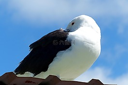 鳥,海鷗,動(dòng)物