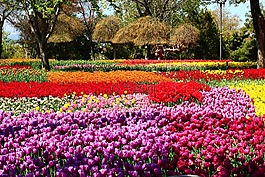 郁金香節,通道的郁金香,郁金香花園