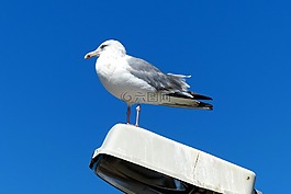 鳥,海鷗,動物