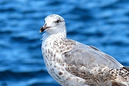 鳥,海鷗,動(dòng)物