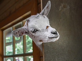 山羊,動(dòng)物園,動(dòng)物