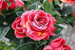 玫瑰,花,紅色